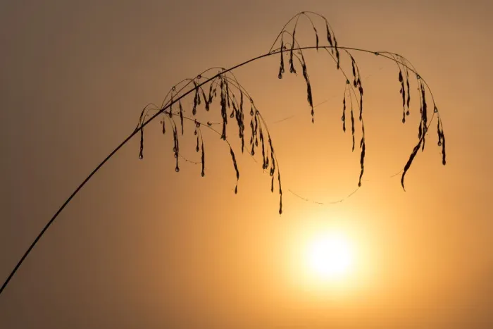 Framed Print : Dewy grass stem, backlit by rising sun, Tamar Lakes, Cornwall, UK. September 2012 Framed Print : Dewy grass stem, backlit by rising sun, Tamar Lakes, Cornwall, UK. September 2012