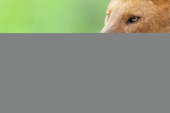 Framed Print : Dhole (Cuon alpinus) head portrait, Kabini, Nagarhole National Park, Karnataka, India. Endangered Framed Print : Dhole (Cuon alpinus) head portrait, Kabini, Nagarhole National Park, Karnataka, India. Endangered