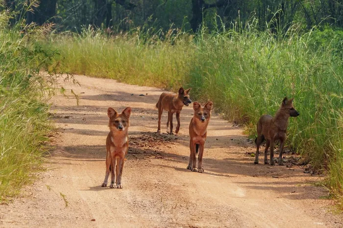 Framed Print : Dhole (Cuon alpinus) pack on dirt track, Tadoba Andhari Tiger Reserve, Tadoba National Park, Maharashtra, India. Endangered Framed Print : Dhole (Cuon alpinus) pack on dirt track, Tadoba Andhari Tiger Reserve, Tadoba National Park, Maharashtra, India. Endangered