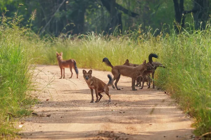 Framed Print : Dhole (Cuon alpinus) pack on dirt track, Tadoba Andhari Tiger Reserve, Tadoba National Park, Maharashtra, India. Endangered Framed Print : Dhole (Cuon alpinus) pack on dirt track, Tadoba Andhari Tiger Reserve, Tadoba National Park, Maharashtra, India. Endangered