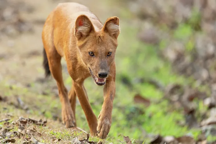 Framed Print : Dhole (Cuon alpinus) running through forest, Kabini, Nagarhole National Park, Karnataka, India. Endangered Framed Print : Dhole (Cuon alpinus) running through forest, Kabini, Nagarhole National Park, Karnataka, India. Endangered
