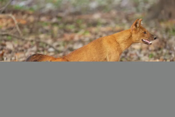 Framed Print : Dhole (Cuon alpinus) stretching, Kabini, Nagarhole National Park, Karnataka, India. Endangered Framed Print : Dhole (Cuon alpinus) stretching, Kabini, Nagarhole National Park, Karnataka, India. Endangered