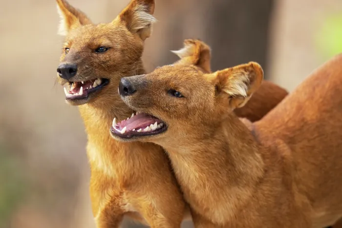 Framed Print : Two Dholes (Cuon alpinus) socialising, Kabini, Nagarhole National Park, Karnataka, India. Endangered Framed Print : Two Dholes (Cuon alpinus) socialising, Kabini, Nagarhole National Park, Karnataka, India. Endangered