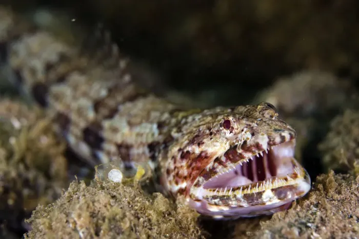 Framed Print : Diamond lizardfish (Synodus synodus) with mouth open showing teeth, Deserta Grande Framed Print : Diamond lizardfish (Synodus synodus) with mouth open showing teeth, Deserta Grande