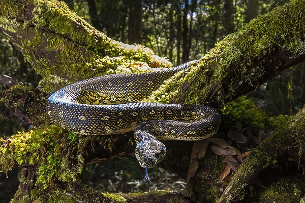 Diamond Python (Morelia spilota spilota) a subspecies of the more common Carpet python