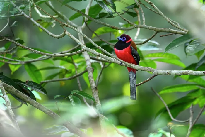 Framed Print : Diard's trogon (Harpactes diardii) male, perched in rainforest canopy, Rainforest Discovery Centre, Sepilok, Sabah, Borneo Framed Print : Diard's trogon (Harpactes diardii) male, perched in rainforest canopy, Rainforest Discovery Centre, Sepilok, Sabah, Borneo