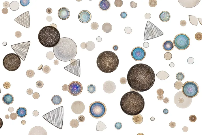 Framed Print : Diatoms isolated from North Sea mud, Cuxhaven. Preparded by Johann Diedrich Moller circa 1875 Framed Print : Diatoms isolated from North Sea mud, Cuxhaven. Preparded by Johann Diedrich Moller circa 1875