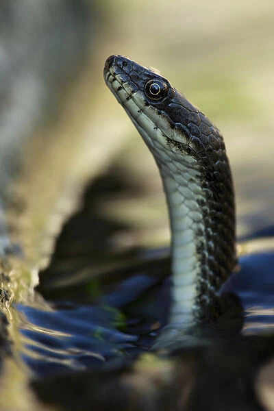 Dice snake (Natrix tesselata) hunting for little fish and tadpoles in a lake, Patras area