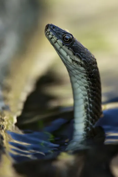Framed Print : Dice snake (Natrix tesselata) hunting for little fish and tadpoles in a lake, Patras area Framed Print : Dice snake (Natrix tesselata) hunting for little fish and tadpoles in a lake, Patras area