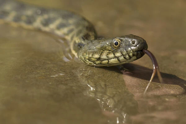 Dice snake (Natrix tessellata) near water, Bulgaria, May 2008