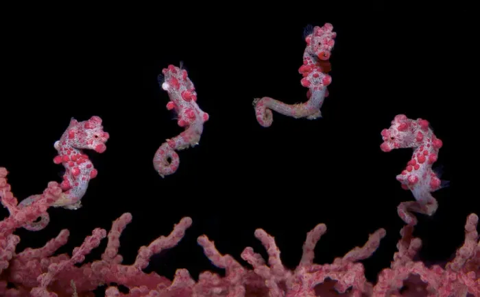 Framed Print : A digital composite of a Pygmy Seahorse (Hippocampus bargibanti Framed Print : A digital composite of a Pygmy Seahorse (Hippocampus bargibanti