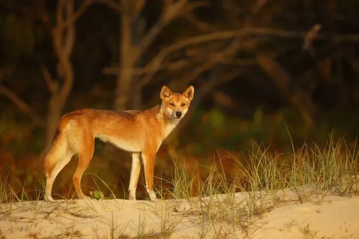 Framed Print : Dingo (Canis lupus dingo) on the beach at night, Fraser Island UNESCO World Heritage Site
