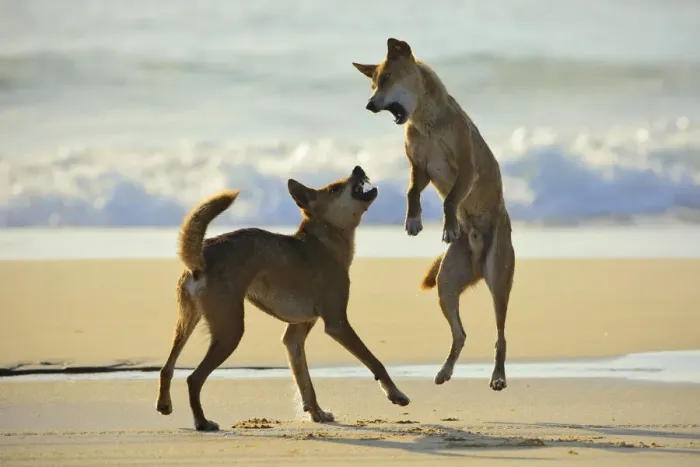 Framed Print : Dingo (Canis lupus dingo) fighting on a beach. Fraser Island UNESCO World Heritage Site Framed Print : Dingo (Canis lupus dingo) fighting on a beach. Fraser Island UNESCO World Heritage Site