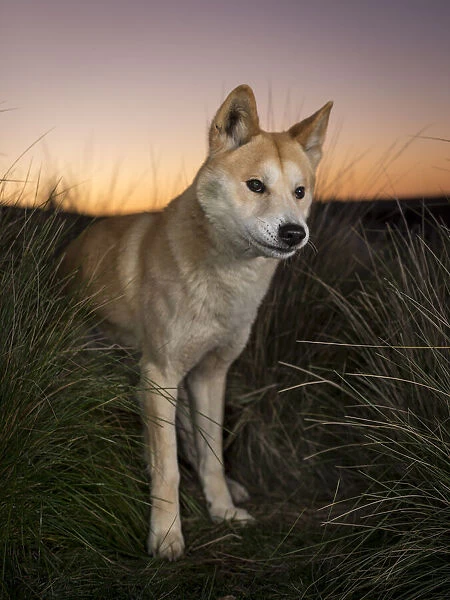 Dingo (Canis lupus dingo) male, called Snapple