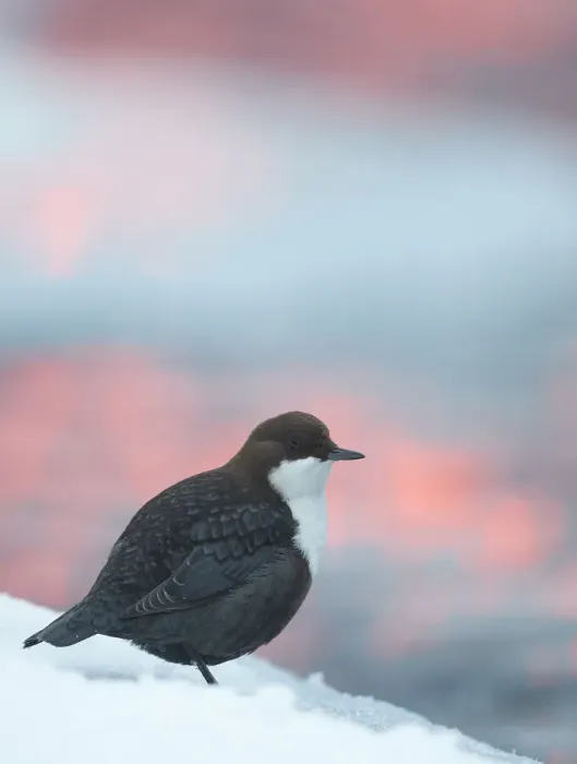 Framed Print : Dipper (Cinclus cinclus) with bokeh at sunrise, Kuusamo, Finland, December Framed Print : Dipper (Cinclus cinclus) with bokeh at sunrise, Kuusamo, Finland, December