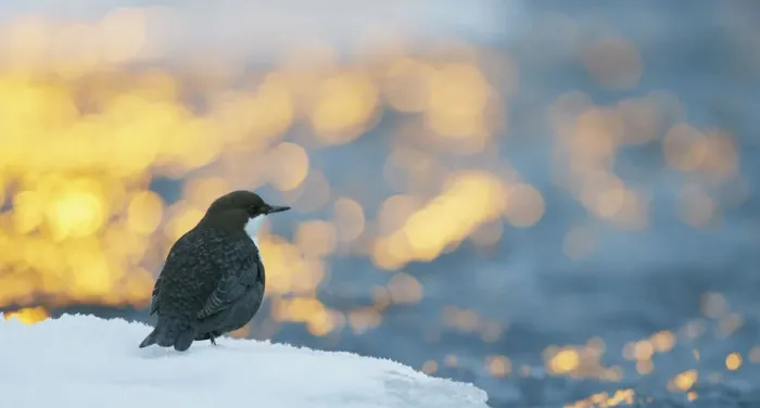 Framed Print : Dipper (Cinclus cinclus) with bokeh at sunrise, Kuusamo, Finland, December Framed Print : Dipper (Cinclus cinclus) with bokeh at sunrise, Kuusamo, Finland, December