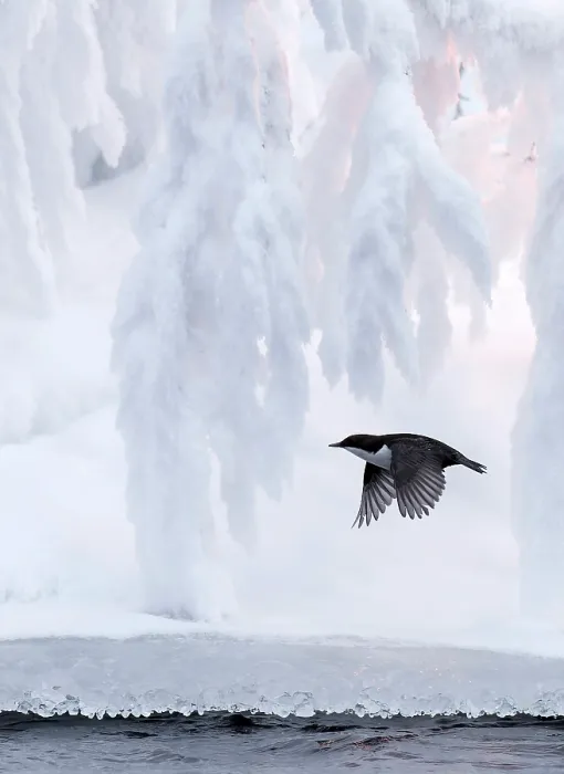 Framed Print : Dipper (Cinclus cinclus) in flight over water with snow-covered tree behind, Kuusamo, Finland. January Framed Print : Dipper (Cinclus cinclus) in flight over water with snow-covered tree behind, Kuusamo, Finland. January