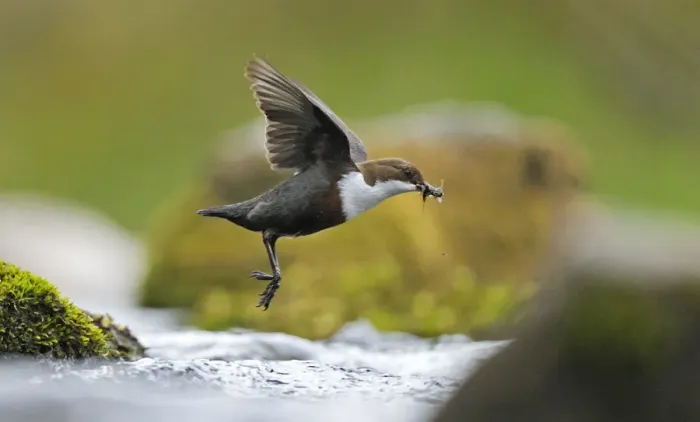 Framed Print : Dipper (Cinclus cinclus) flying low over fast flowing river, carrying prey in beack, for chicks Framed Print : Dipper (Cinclus cinclus) flying low over fast flowing river, carrying prey in beack, for chicks