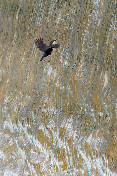 Framed Print : Dipper (Cinclus cinclus) flying through waterfall, Bavaria, Germany. May Framed Print : Dipper (Cinclus cinclus) flying through waterfall, Bavaria, Germany. May