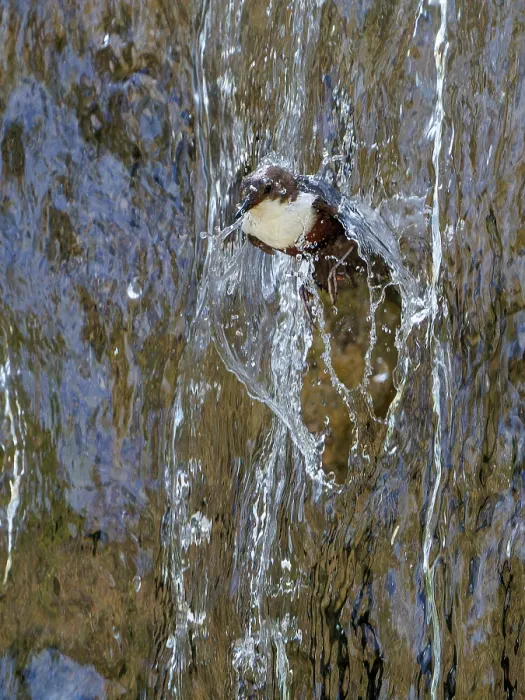 Framed Print : Dipper (Cinclus cinclus) flying through waterfall, Alps, Bavaria, Germany. May Framed Print : Dipper (Cinclus cinclus) flying through waterfall, Alps, Bavaria, Germany. May