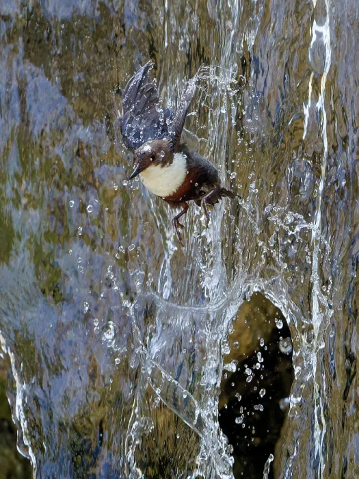 Framed Print : Dipper (Cinclus cinclus) flying through waterfall, Alps, Bavaria, Germany. May