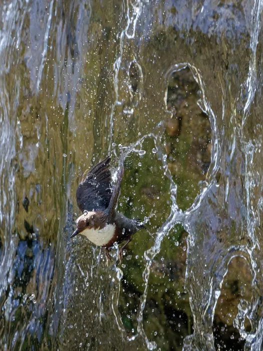 Framed Print : Dipper (Cinclus cinclus) flying through waterfall, Alps, Bavaria, Germany. May