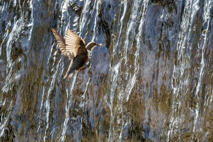 Framed Print : Dipper (Cinclus cinclus) flying into waterfall with insect prey in beak, Alps, Bavaria, Germany. May Framed Print : Dipper (Cinclus cinclus) flying into waterfall with insect prey in beak, Alps, Bavaria, Germany. May