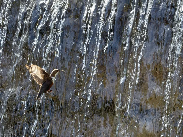 Framed Print : Dipper (Cinclus cinclus) flying into waterfall with insect prey in beak, Alps, Bavaria, Germany. May Framed Print : Dipper (Cinclus cinclus) flying into waterfall with insect prey in beak, Alps, Bavaria, Germany. May
