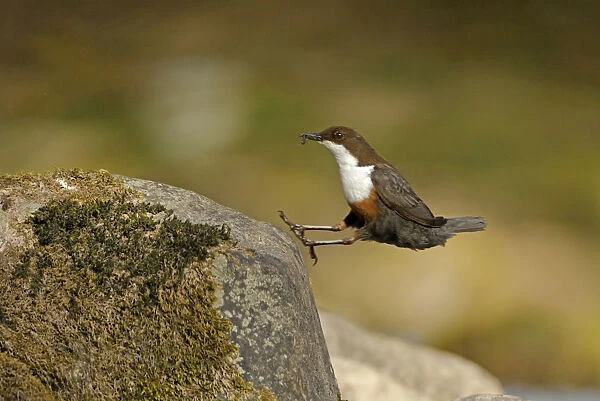 Dipper (Cinclus cinclus) landing on exposed stone, with insect prey for chicks in beak