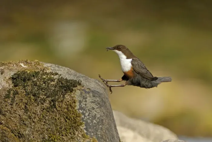 Framed Print : Dipper (Cinclus cinclus) landing on exposed stone, with insect prey for chicks in beak Framed Print : Dipper (Cinclus cinclus) landing on exposed stone, with insect prey for chicks in beak