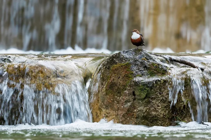 Framed Print : Dipper (Cinclus cinclus) male, perched on rock in river, singing, Upper Bavaria, Germany. April Framed Print : Dipper (Cinclus cinclus) male, perched on rock in river, singing, Upper Bavaria, Germany. April