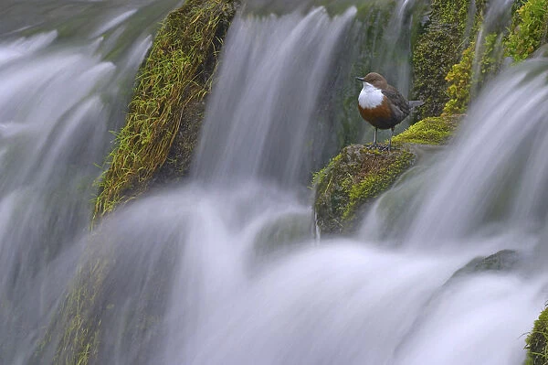 Dipper (Cinclus cinclus) perched on moss covered waterfall, Derbyshire, UK