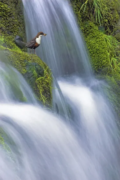 Framed Print : Dipper (Cinclus cinclus) perched on moss-covered waterfall, Peak District NP, Derbyshire Framed Print : Dipper (Cinclus cinclus) perched on moss-covered waterfall, Peak District NP, Derbyshire
