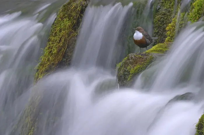 Framed Print : Dipper (Cinclus cinclus) perched on moss covered waterfall, Derbyshire, UK