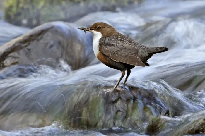 Framed Print : Dipper (Cinclus cinclus) perched on rock in fast flowing river with food for young Framed Print : Dipper (Cinclus cinclus) perched on rock in fast flowing river with food for young