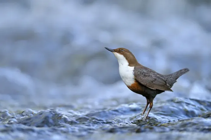 Framed Print : Dipper (Cinclus cinclus) portrait, standing in fast flowing freshwater river, Brecon Framed Print : Dipper (Cinclus cinclus) portrait, standing in fast flowing freshwater river, Brecon