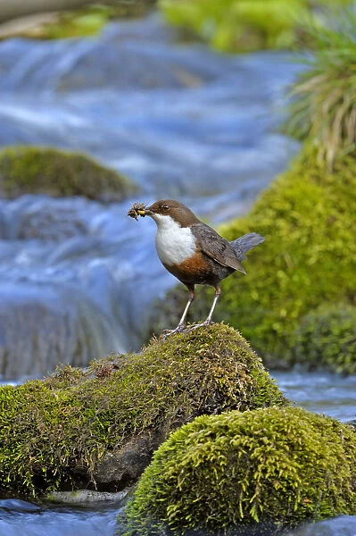 Dipper (Cinclus cinclus) portrait, standing on exposed stone in fast flowing river