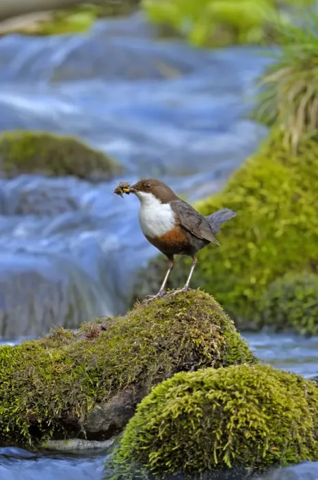 Framed Print : Dipper (Cinclus cinclus) portrait, standing on exposed stone in fast flowing river Framed Print : Dipper (Cinclus cinclus) portrait, standing on exposed stone in fast flowing river