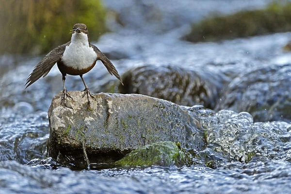 Dipper (Cinclus cinclus) portrait facing camera, standing on exposed stone in fast flowing river