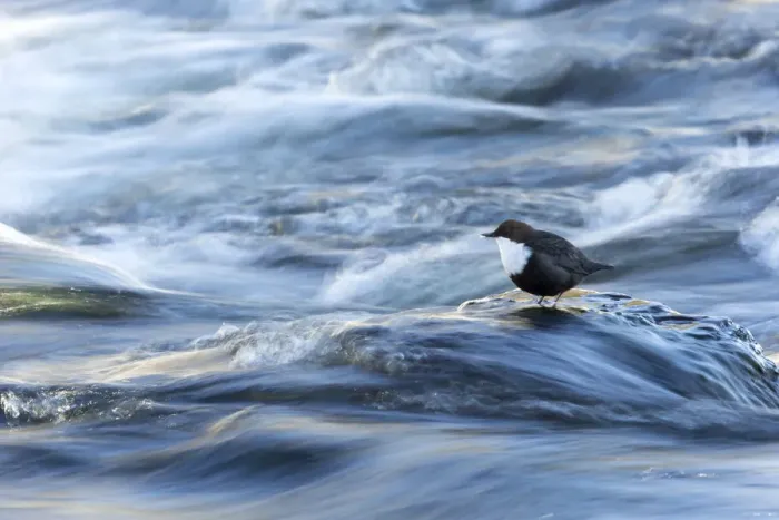 Framed Print : Dipper (Cinclus cinclus) in river, Finland, March Framed Print : Dipper (Cinclus cinclus) in river, Finland, March