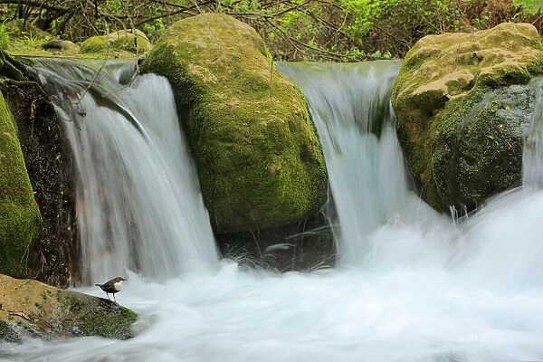 Dipper (Cinclus cinclus) in river habitat, with waterfalls