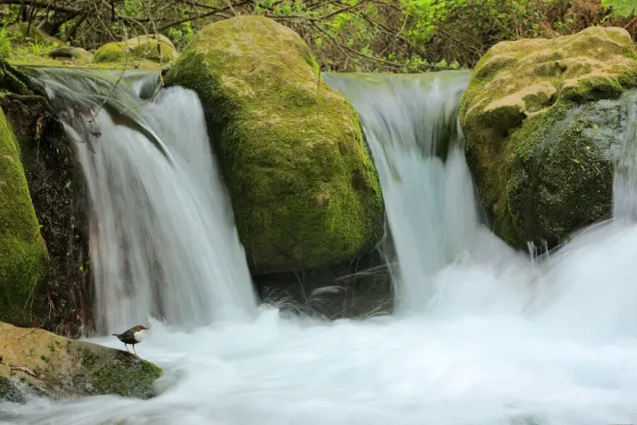 Framed Print : Dipper (Cinclus cinclus) in river habitat, with waterfalls Framed Print : Dipper (Cinclus cinclus) in river habitat, with waterfalls