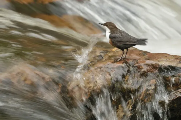 Framed Print : Dipper (Cinclus cinclus) on rock in stream. Perthshire, Scotland, May