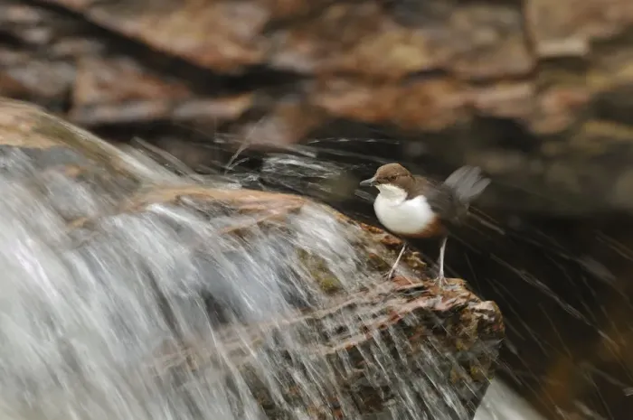 Framed Print : Dipper (Cinclus cinclus) on rock in stream. Perthshire, Scotland, May Framed Print : Dipper (Cinclus cinclus) on rock in stream. Perthshire, Scotland, May