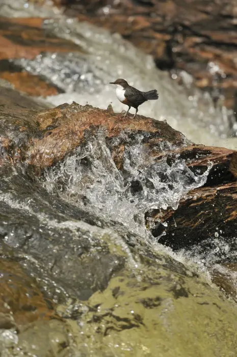 Framed Print : Dipper (Cinclus cinclus) on rock in stream. Perthshire, Scotland, May Framed Print : Dipper (Cinclus cinclus) on rock in stream. Perthshire, Scotland, May