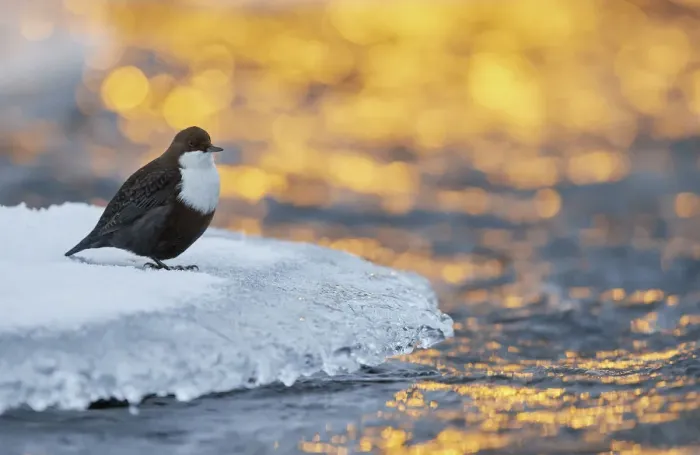 Framed Print : Dipper (Cinclus cinclus) standing on ice at waters edge, at sunset Framed Print : Dipper (Cinclus cinclus) standing on ice at waters edge, at sunset