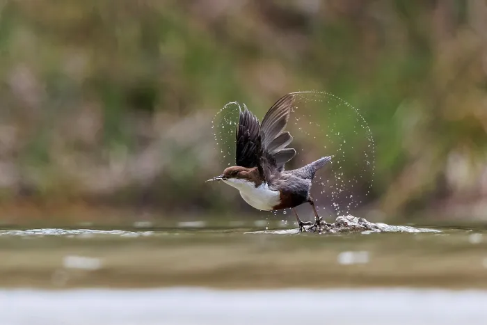 Framed Print : Dipper (Cinclus cinclus) taking off from water with prey in its beak, Alps, Bavaria, Germany. April Framed Print : Dipper (Cinclus cinclus) taking off from water with prey in its beak, Alps, Bavaria, Germany. April