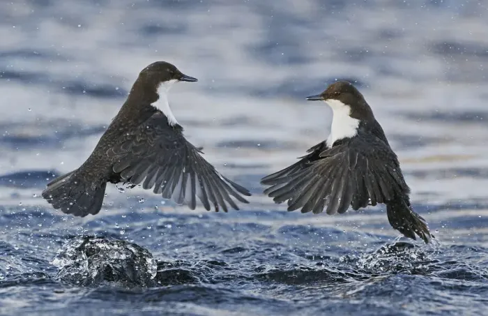 Framed Print : Dippers (Cinclus cinclus) fighting over feeding territory, Kuusamo, Finland, February Framed Print : Dippers (Cinclus cinclus) fighting over feeding territory, Kuusamo, Finland, February