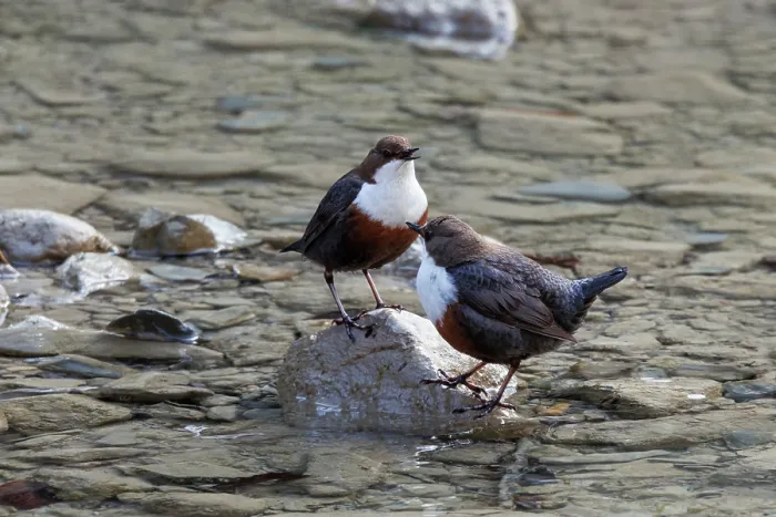 Framed Print : Dippers (Cinclus cinclus) pair, standing in stream, Upper Bavaria, Germany. April Framed Print : Dippers (Cinclus cinclus) pair, standing in stream, Upper Bavaria, Germany. April