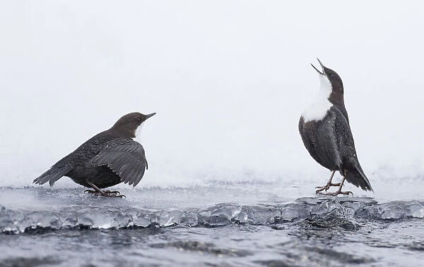 Dippers (Cinclus cinclus) standing on ice, ready to fight over feeding territory, Kuusamo, Finland, February